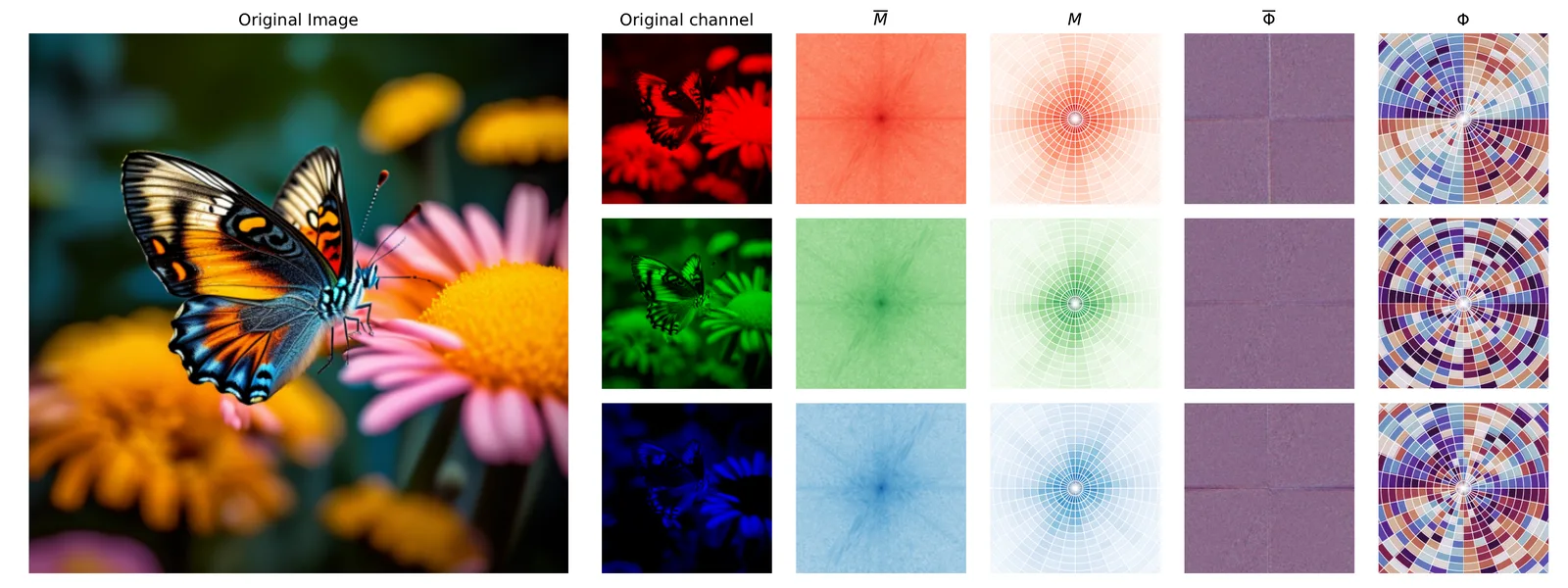 A butterfly photograph followed by red, green and blue channels and their spectra.